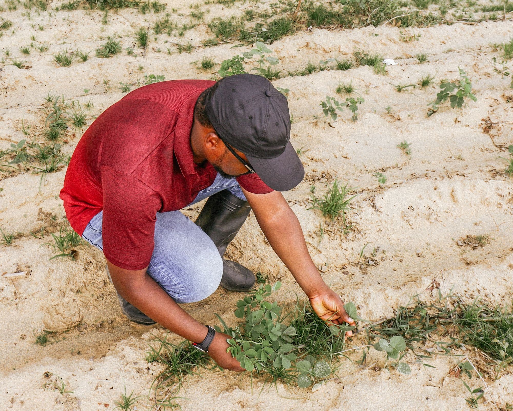 Farmer kneeling to inspect young crops in a field